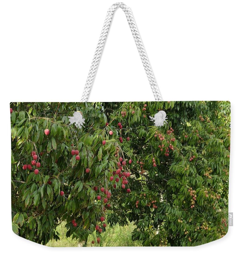 Lychee Weekender Tote Bag featuring the photograph Lychee Tree with fruit by Bradford Martin