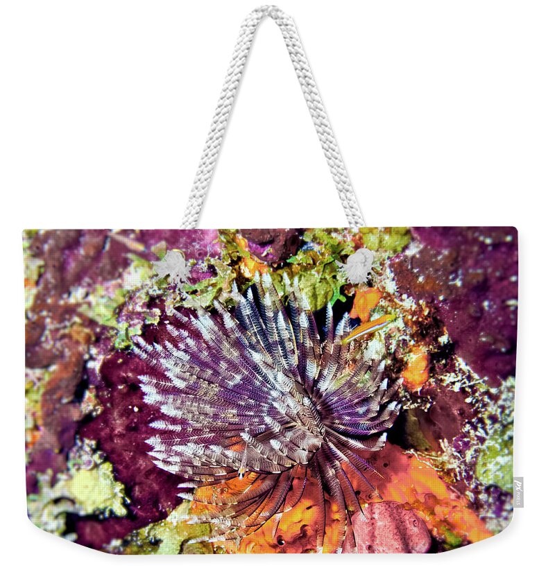 Sabellastarte Magnifica Weekender Tote Bag featuring the photograph Magnificent Feather Duster by Climate Change VI - Sales