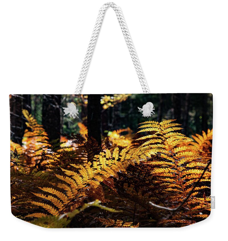 Autumn Weekender Tote Bag featuring the photograph Maine Autumn Ferns by Jeff Folger