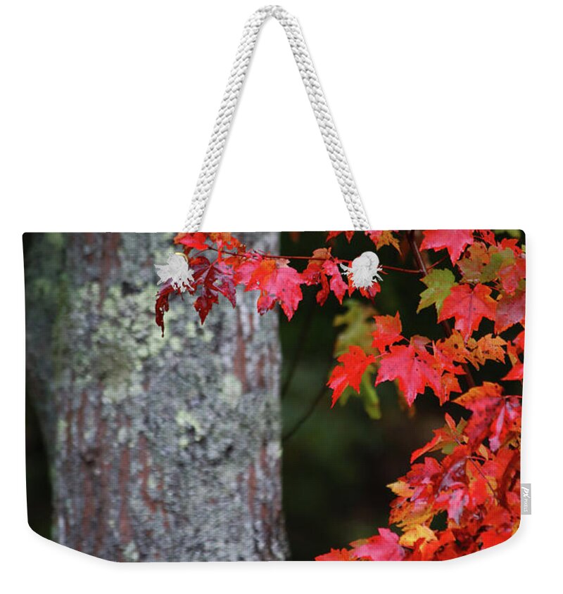 Maine Fall Colors Weekender Tote Bag featuring the photograph Maine in the Fall by Terri Brewster