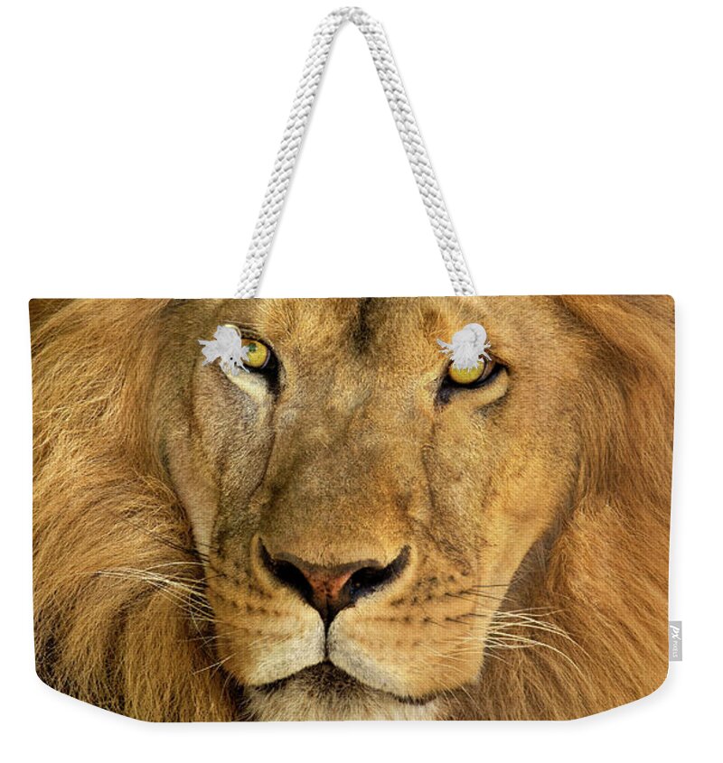 Dave Welling Weekender Tote Bag featuring the photograph Male African Lion Portrait Wildlife Rescue by Dave Welling