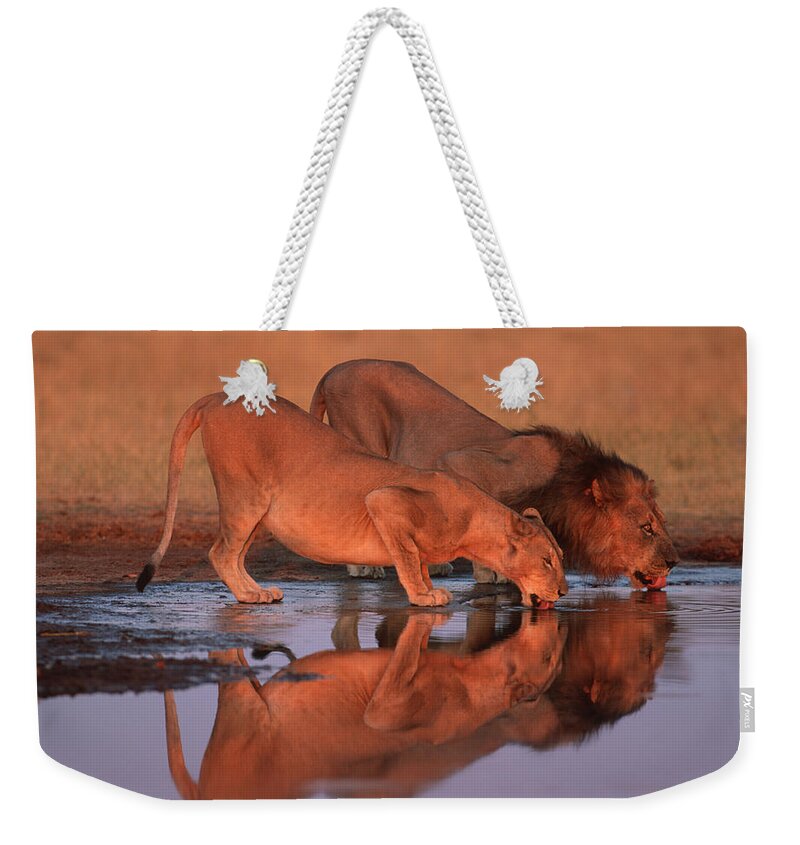 Big Cat Weekender Tote Bag featuring the photograph Male And Female Lions Drinking At by Martin Harvey