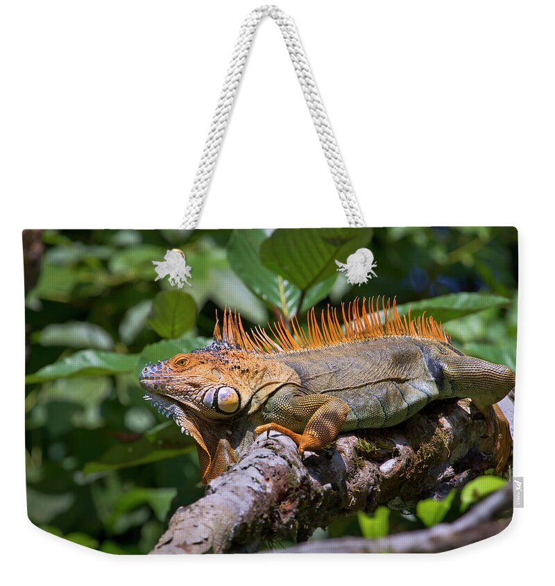 Alajuela Weekender Tote Bag featuring the photograph Male Green Iguana In Breeding Coloration by Ivan Kuzmin