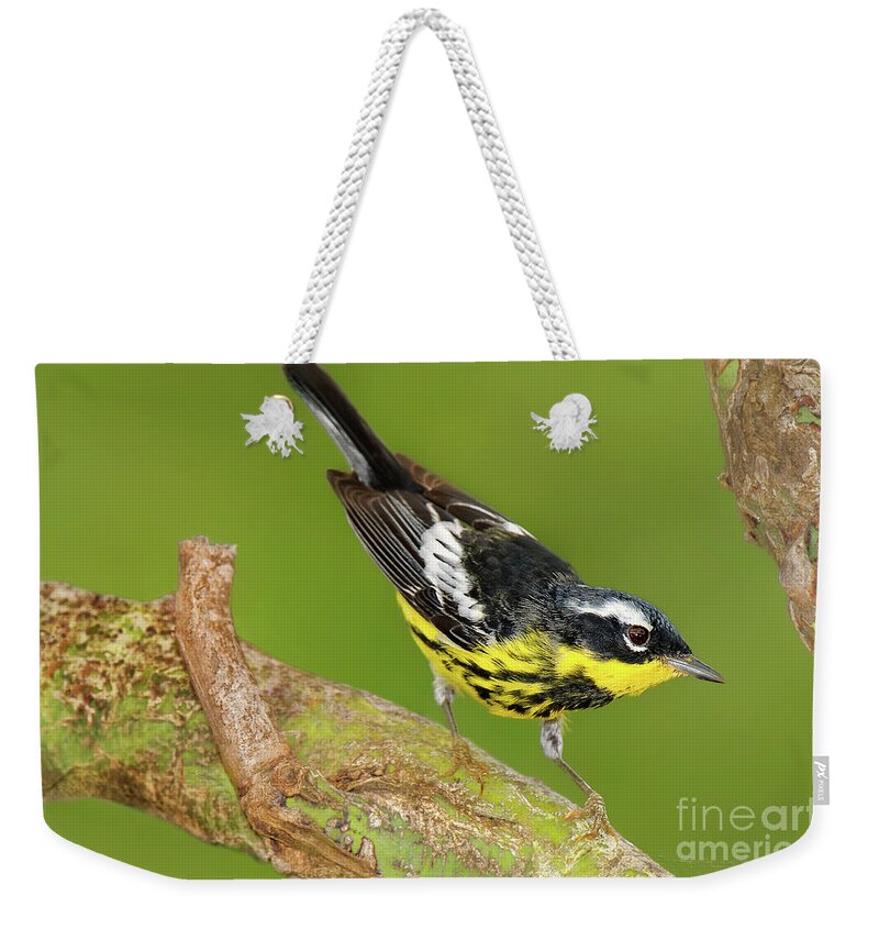 Dave Welling Weekender Tote Bag featuring the photograph Male Magnolia Warbler Setophaga Magnolia Wild Texas by Dave Welling