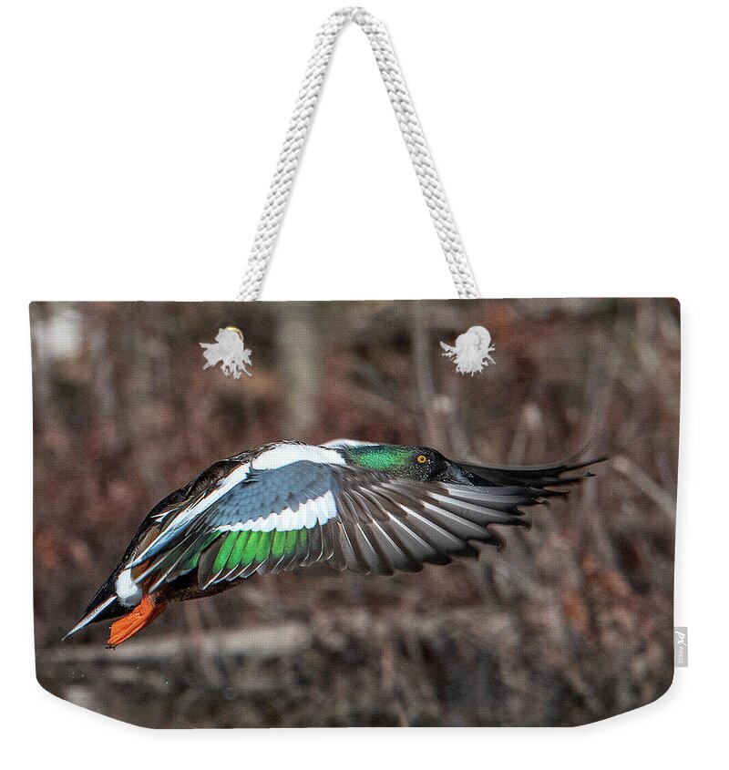Nature Weekender Tote Bag featuring the photograph Male Northern Shoveler in Flight DWF0182 by Gerry Gantt