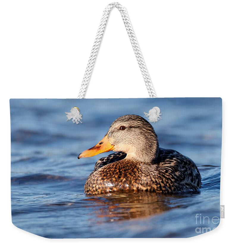 Mallard Weekender Tote Bag featuring the photograph Mallard Duck Relaxing by Sue Harper