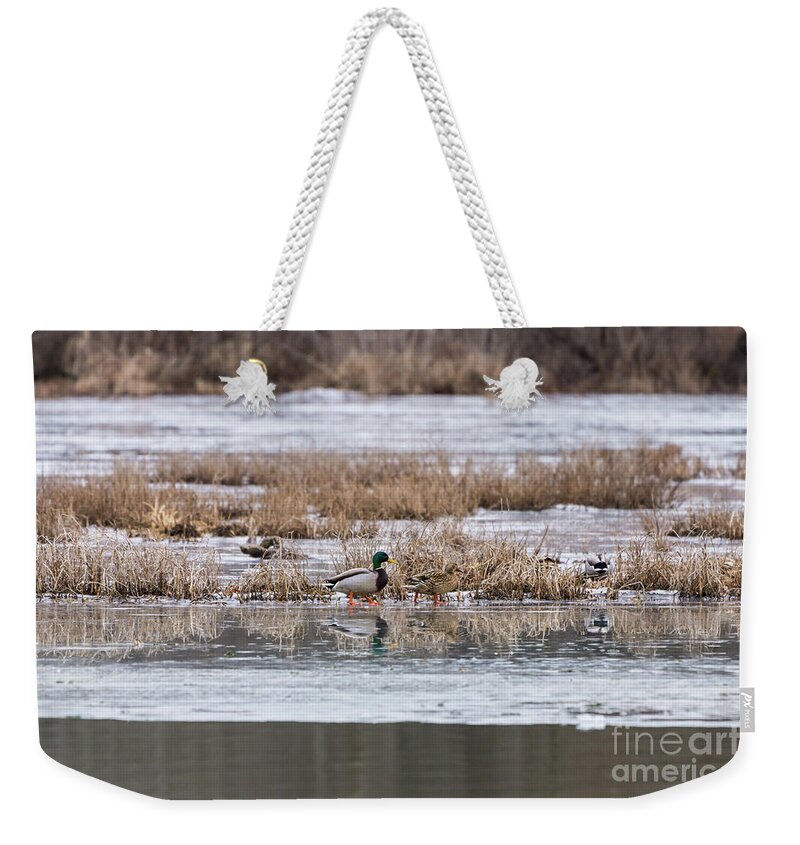 Mallard Weekender Tote Bag featuring the photograph Mallard Frozen Walk by Jennifer White