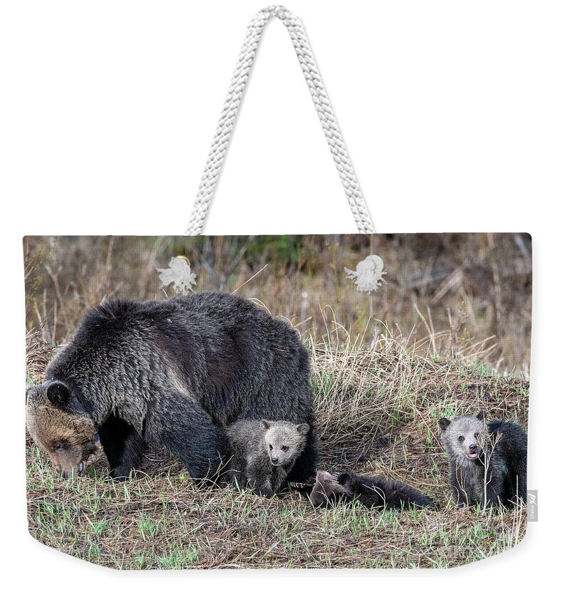 Grizzly Weekender Tote Bag featuring the photograph Mamma and three by Shannon Carson