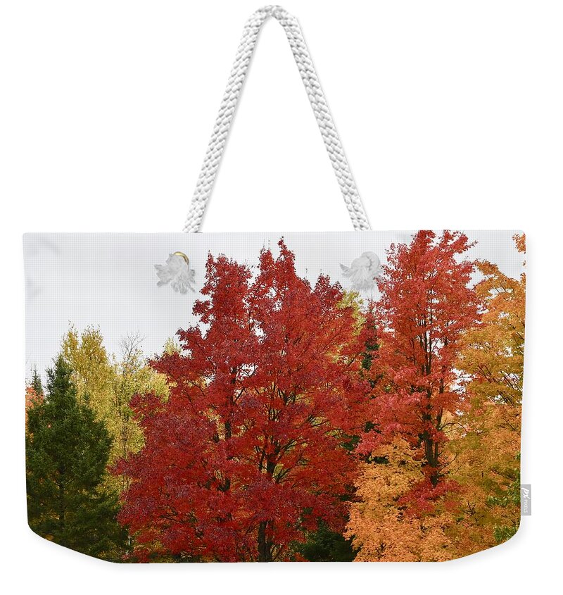Maple. Red. Tree Weekender Tote Bag featuring the photograph Maple Steals The Show by Hella Buchheim