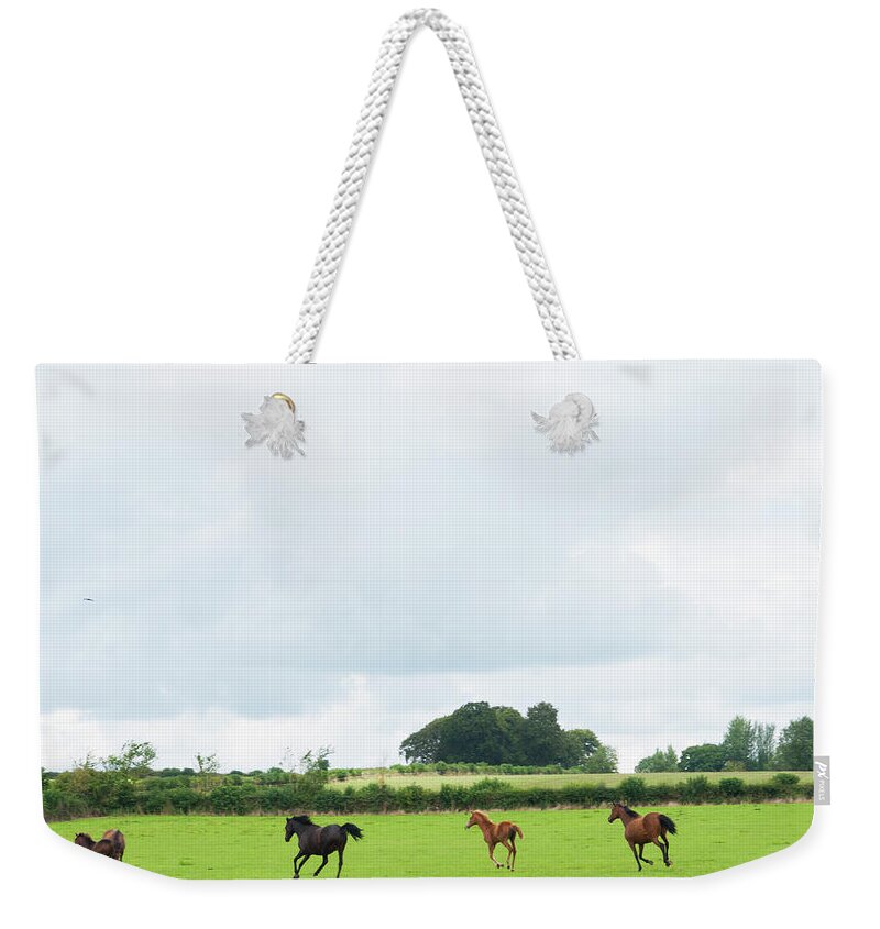 Horse Weekender Tote Bag featuring the photograph Mares And Foals Running In A Field by Leverstock