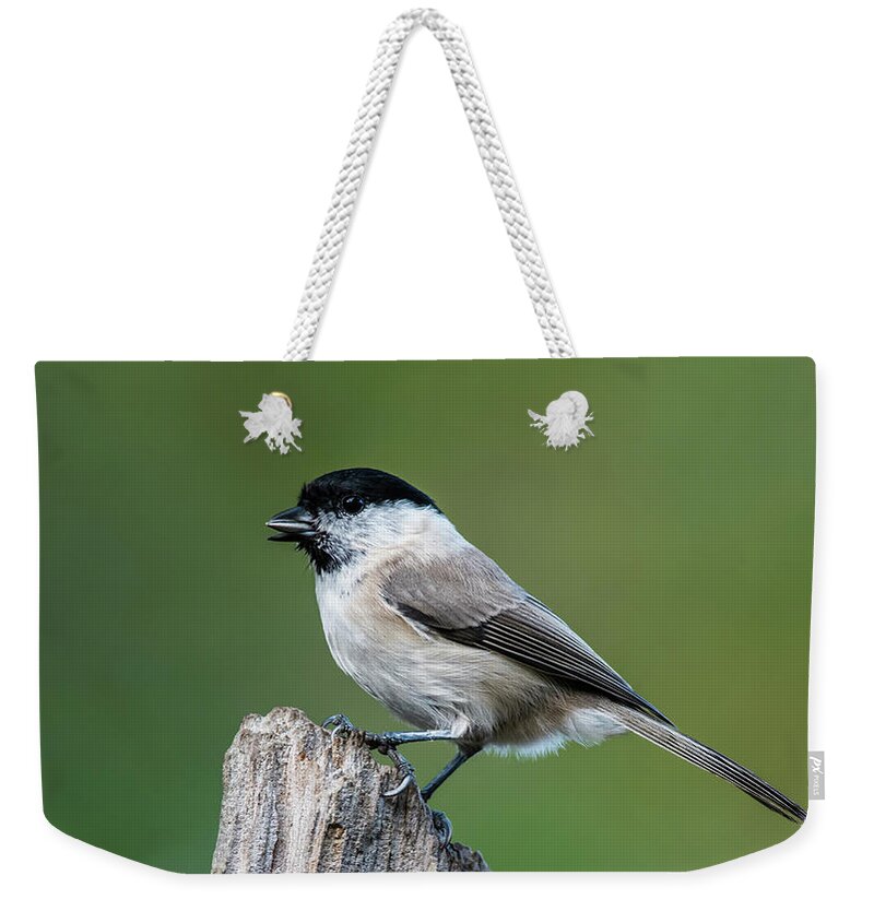 Marsh Tit Weekender Tote Bag featuring the photograph Marsh Tit's Profile by Torbjorn Swenelius