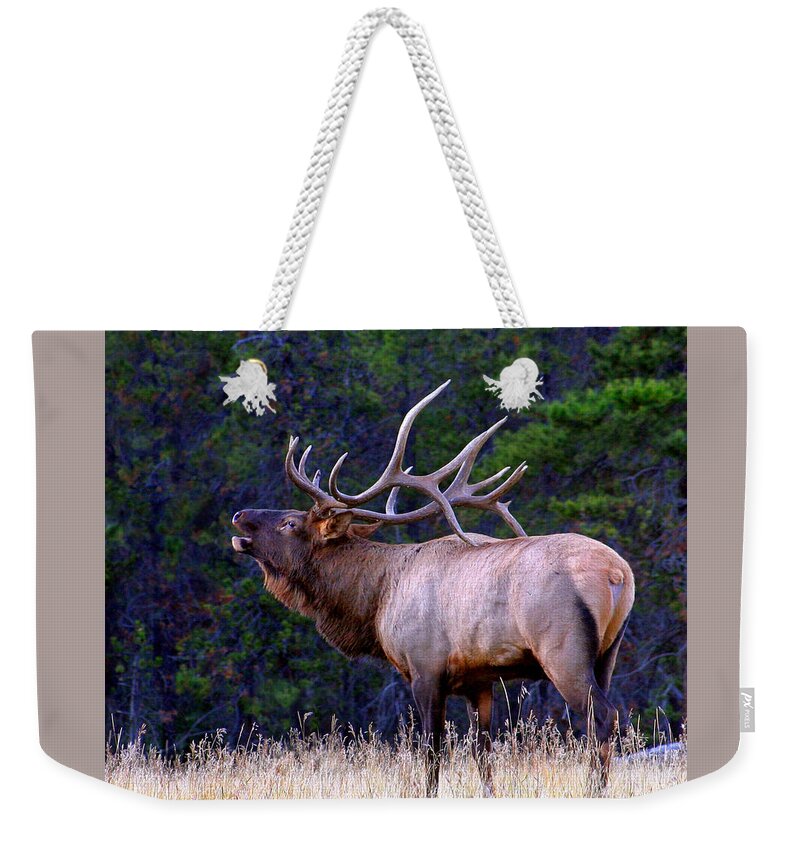 Wapiti Weekender Tote Bag featuring the photograph Bull Elk Bugling Fall Breeding Season by Robert C Paulson Jr