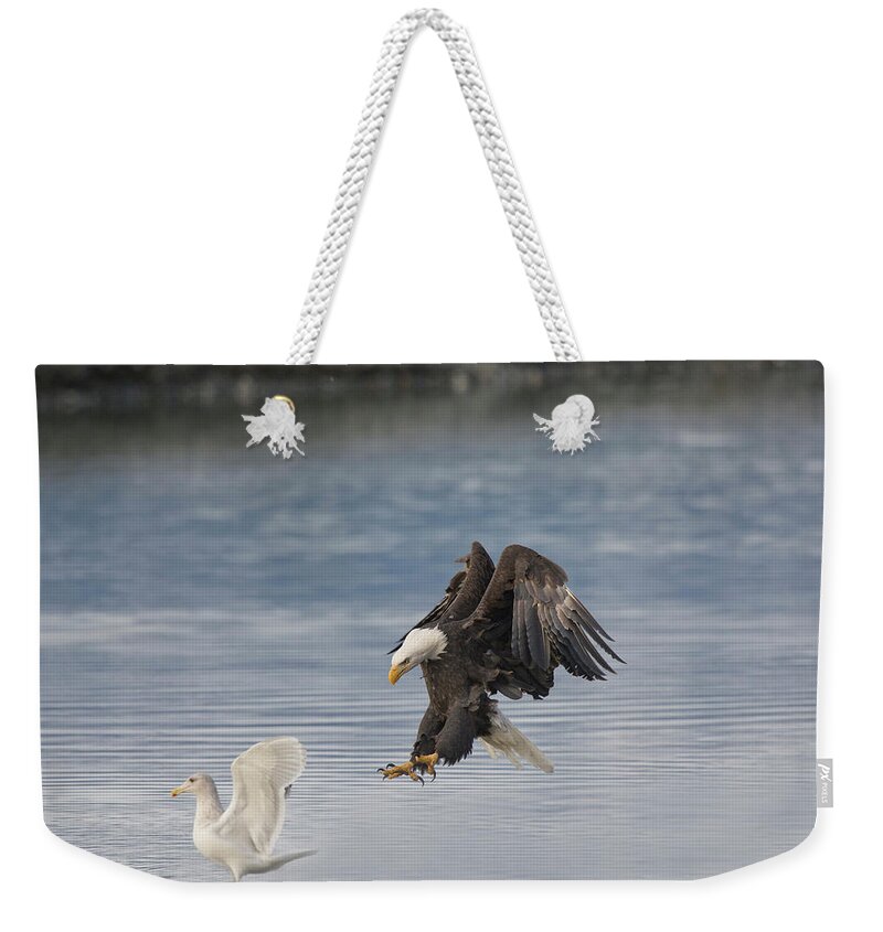 Alaska Weekender Tote Bag featuring the photograph Mature Bald Eagle And Gull by William Mullins