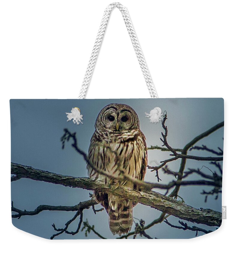 Owl Weekender Tote Bag featuring the photograph Merlin by David Wagenblatt