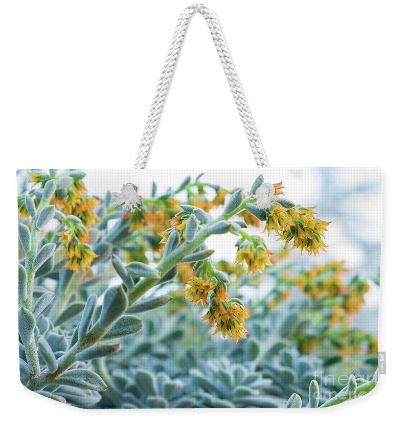 Mexican Echeveria In The Morning By Marina Usmanskaya Weekender Tote Bag featuring the photograph Mexican Echeveria in the morning by Marina Usmanskaya