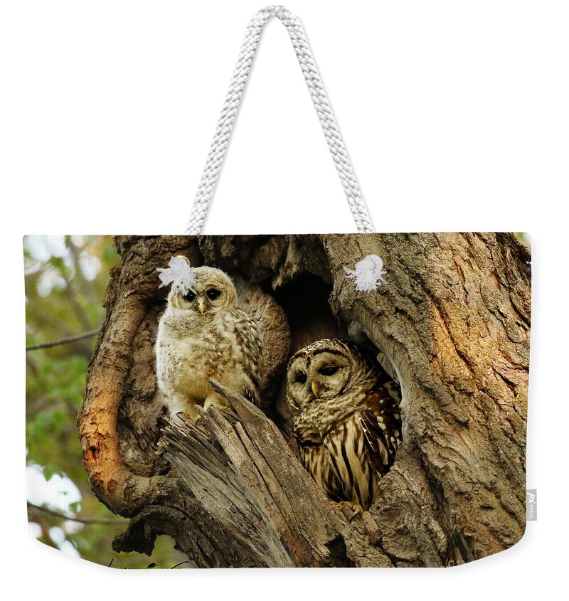 Baby Owl Weekender Tote Bag featuring the photograph Mom and her baby owl by Heather King