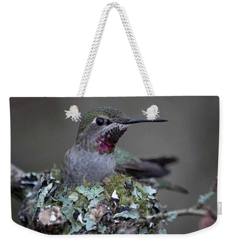 Anna's Hummingbird Weekender Tote Bag featuring the photograph Mom To Be by Randy Hall