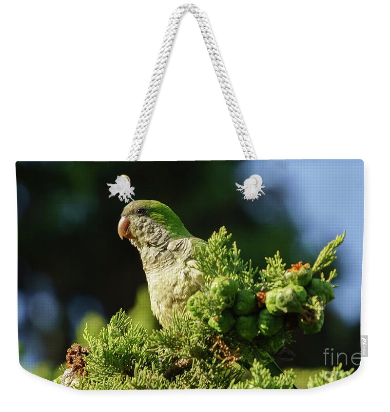 Ara Weekender Tote Bag featuring the photograph Monk Parakeet Perched on a Tree by Pablo Avanzini