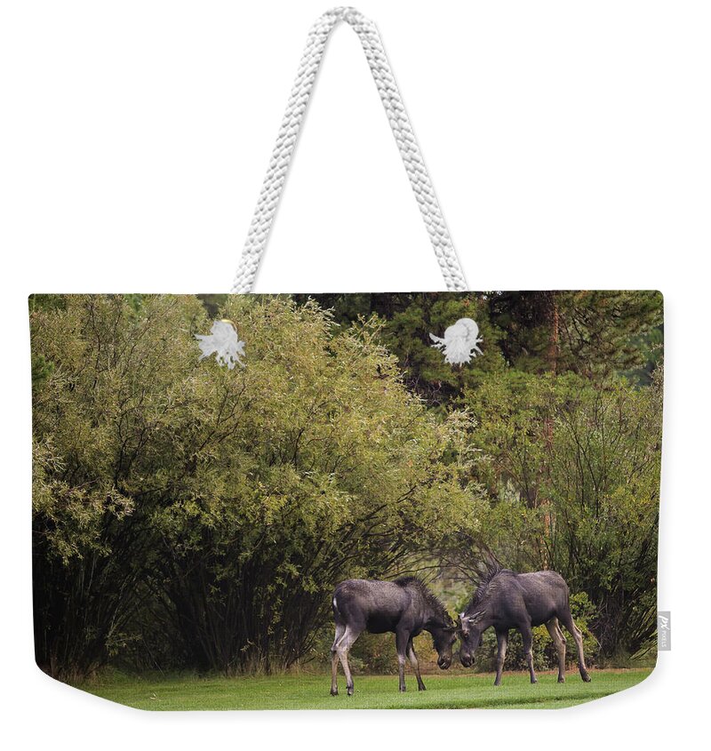 Young Moose At Play Weekender Tote Bag featuring the photograph Moose at play by Julieta Belmont