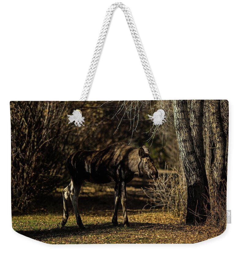 Calf Weekender Tote Bag featuring the photograph Moose conection by Julieta Belmont