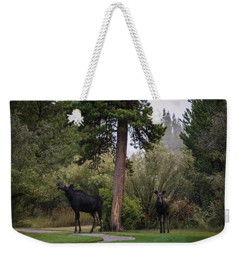 Moose Eating Weekender Tote Bag featuring the photograph Moose in my back yard by Julieta Belmont