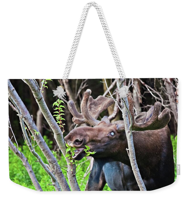 Moose Weekender Tote Bag featuring the photograph Moose with an anomalous eye, at dinner time by Tatiana Travelways