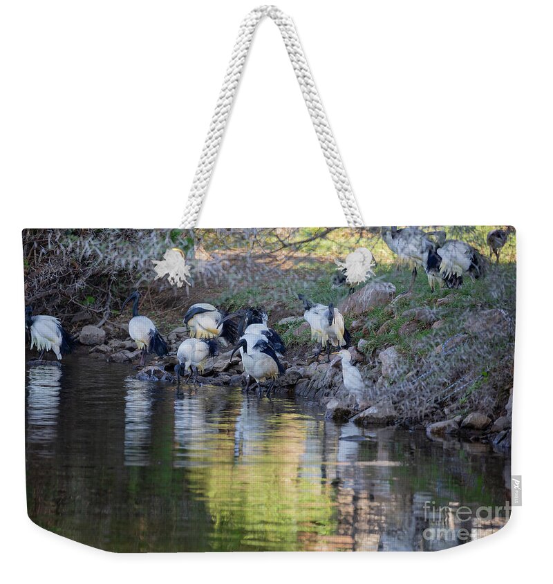 African Sacred Ibises Weekender Tote Bag featuring the photograph Morning Light and Reflections by Eva Lechner