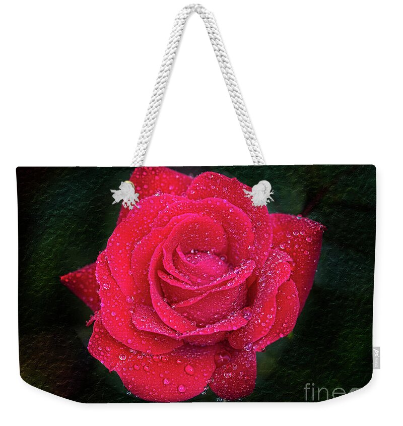 Rose Weekender Tote Bag featuring the photograph Morning mist on red rose by Bernd Laeschke