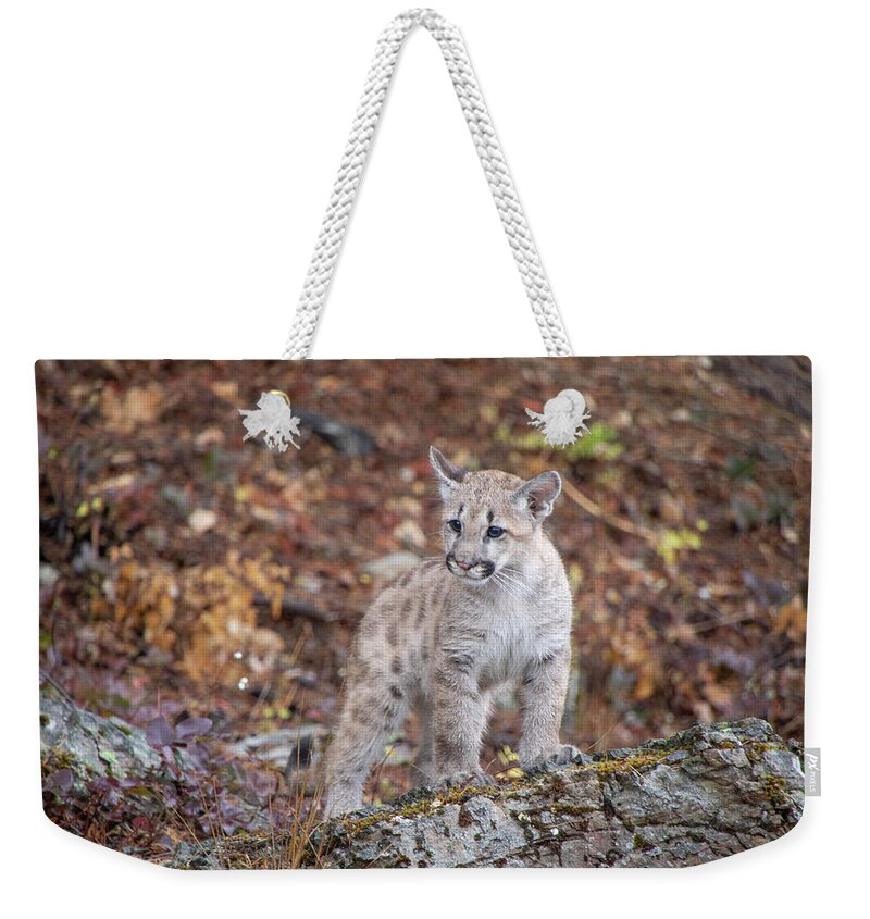 Animal Weekender Tote Bag featuring the photograph Mountain Lion Cub - 7038 by TL Wilson Photography by Teresa Wilson