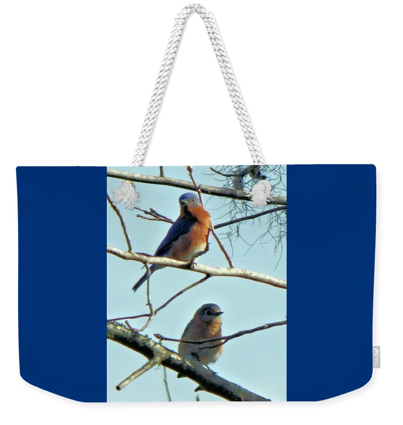 Birds Weekender Tote Bag featuring the photograph Mr. and Mrs. Bluebird by Karen Stansberry