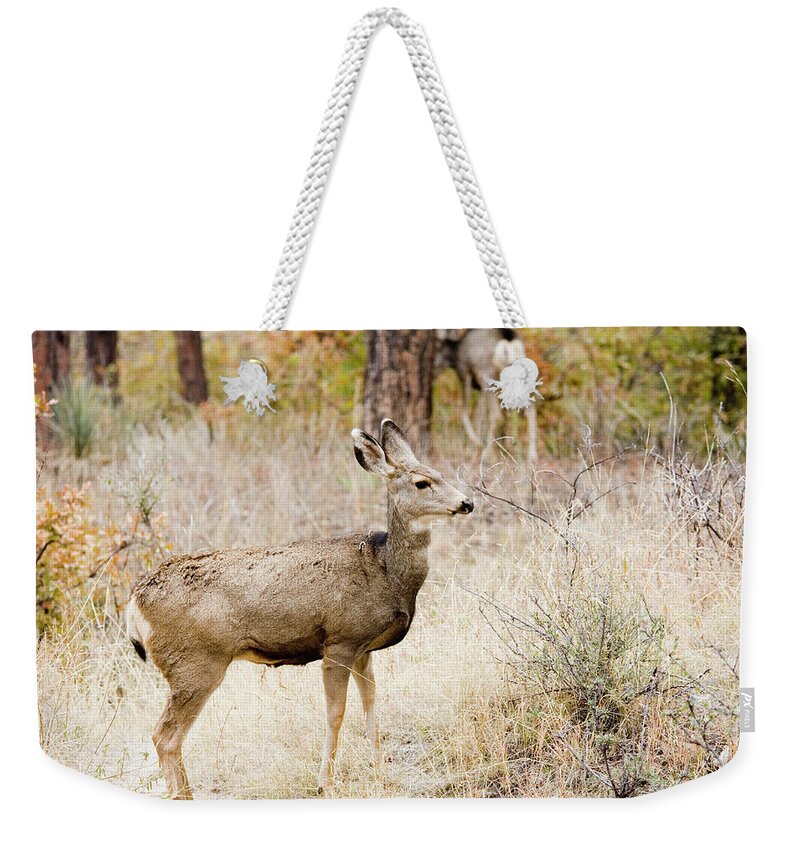 Animal Themes Weekender Tote Bag featuring the photograph Mule Deer Does by Swkrullimaging