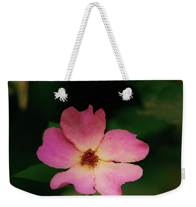 Johnson County Weekender Tote Bag featuring the photograph Multi Floral Rose Flower by Jeff Phillippi