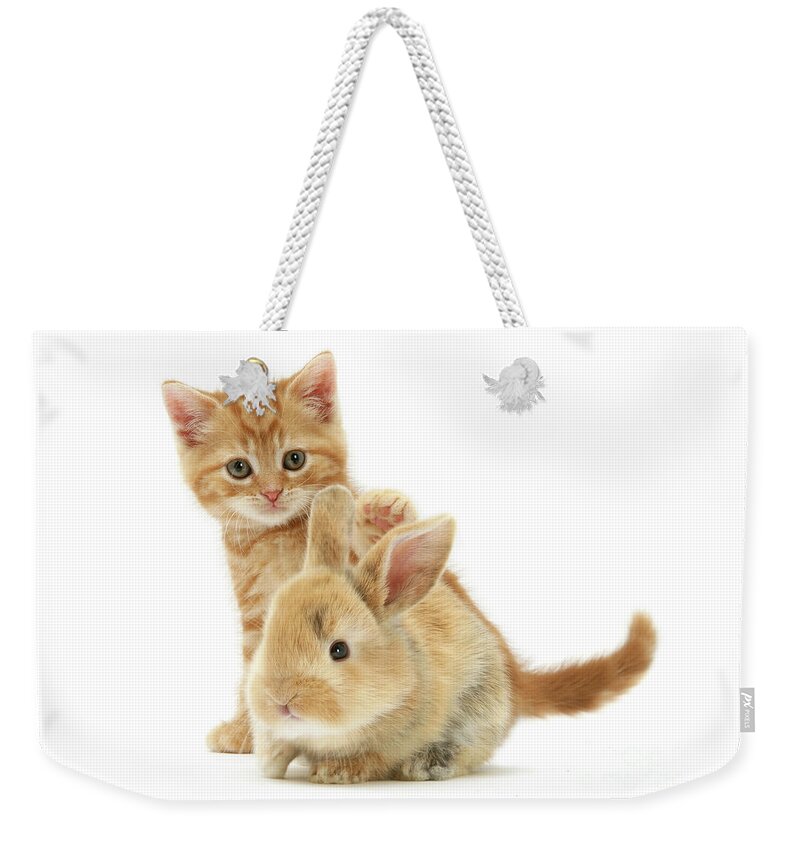 British Shorthair Weekender Tote Bag featuring the photograph My baby Bunny Love by Warren Photographic