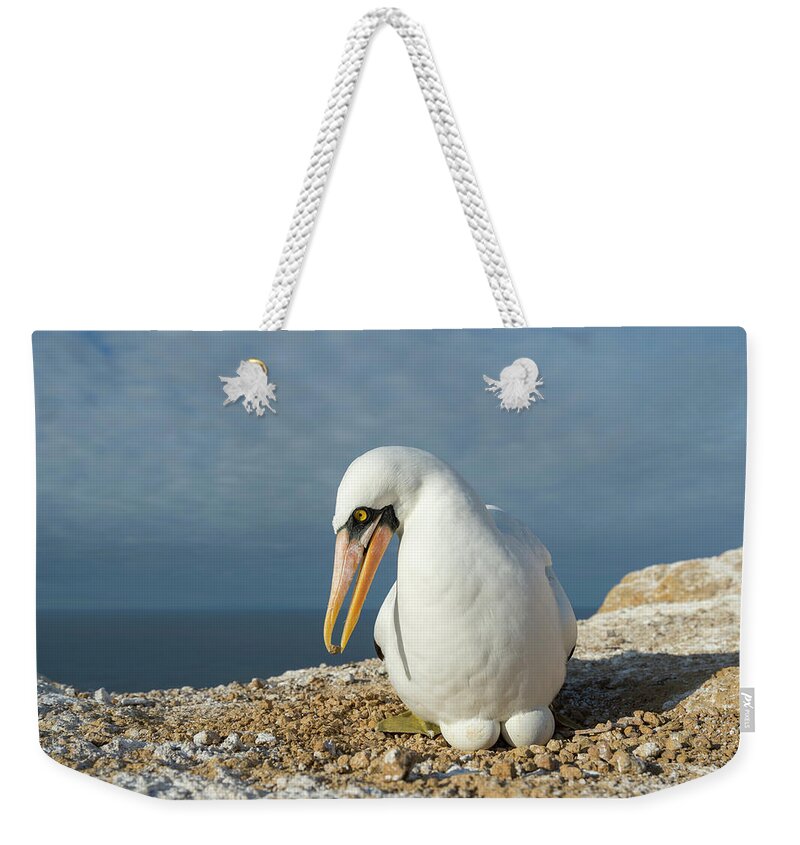 Animals Weekender Tote Bag featuring the photograph Nazca Booby Brooding Eggs by Tui De Roy
