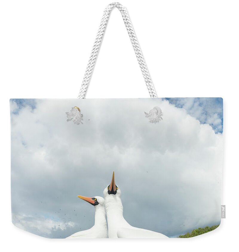 Animal Weekender Tote Bag featuring the photograph Nazca Booby Pair On Genovesa Island by Tui De Roy