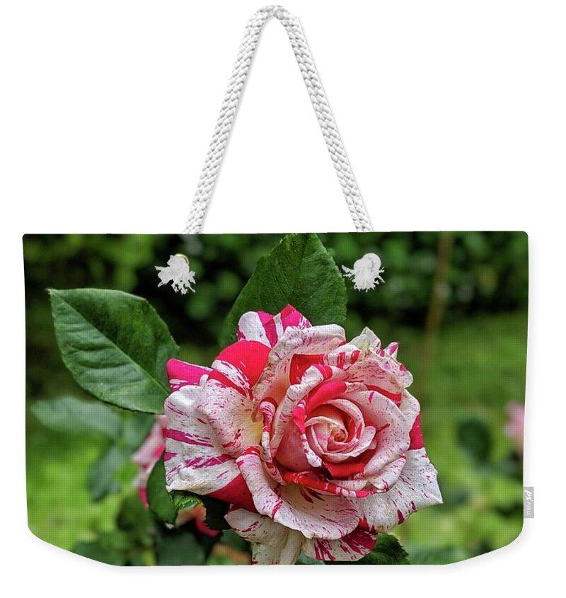 Rose Weekender Tote Bag featuring the photograph Neil Diamond Rose by Portia Olaughlin