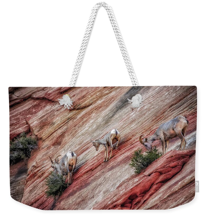 Animals Weekender Tote Bag featuring the photograph Nimble Mountain Goats 5694 by Donald Brown