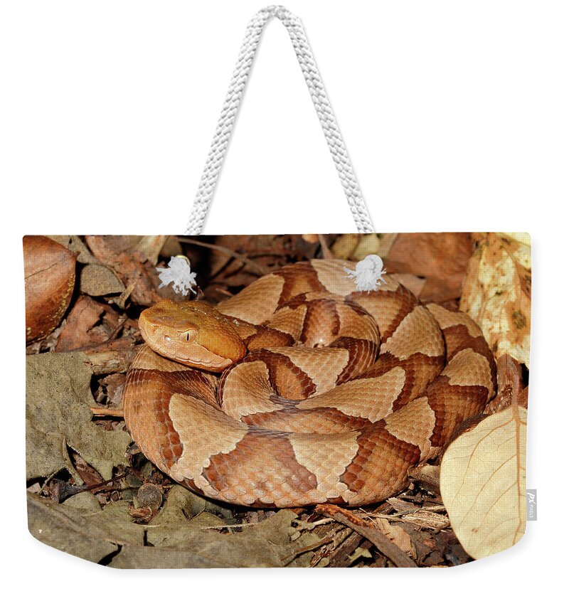 Agkistrodon Weekender Tote Bag featuring the photograph Northern Copperhead On Leaf Litter by David Kenny