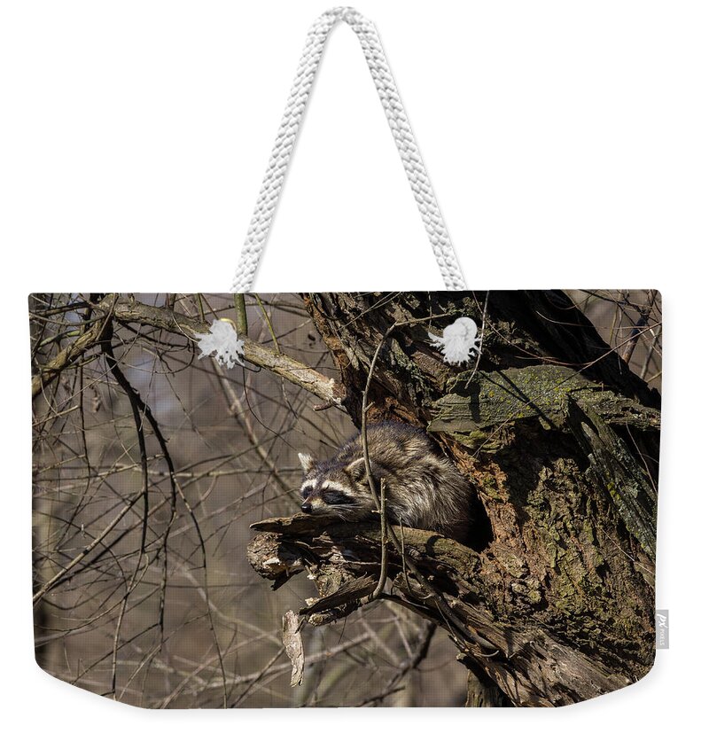 Arkansas Weekender Tote Bag featuring the photograph Northern Raccoon - 0335 by Jerry Owens