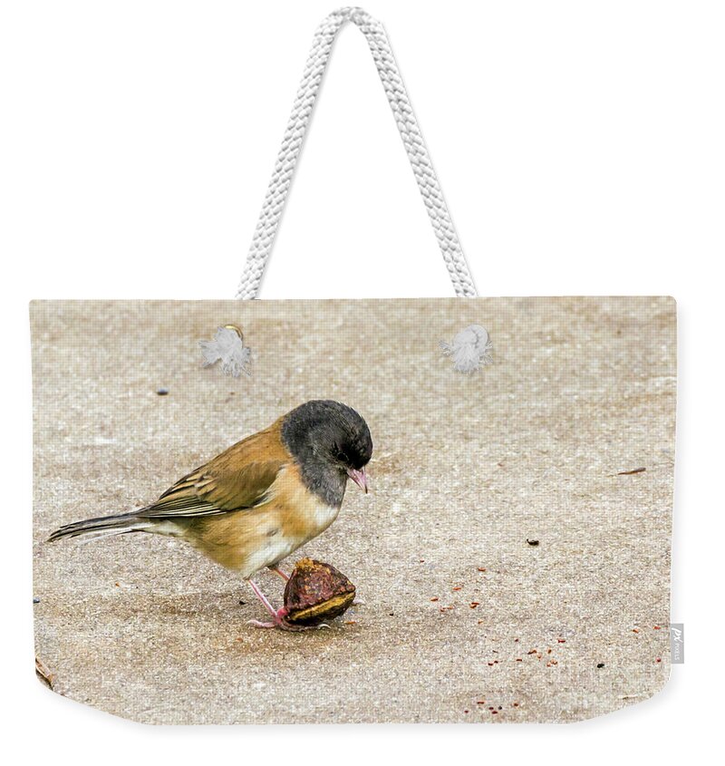 Dark-eyed Junco Weekender Tote Bag featuring the photograph Now What? by Kate Brown