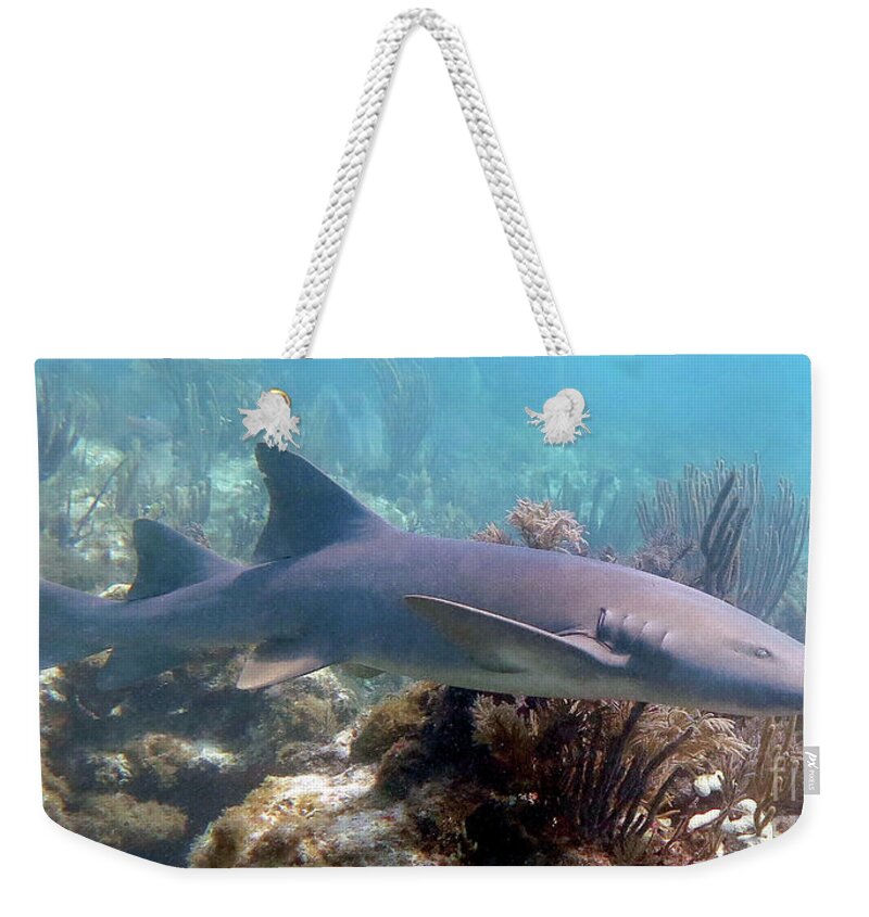 Underwater Weekender Tote Bag featuring the photograph Nurse Shark 27 by Daryl Duda
