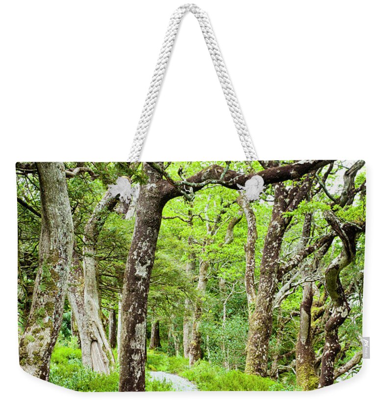 Tranquility Weekender Tote Bag featuring the photograph Oak Trees In Killarney National Park by Jorg Greuel