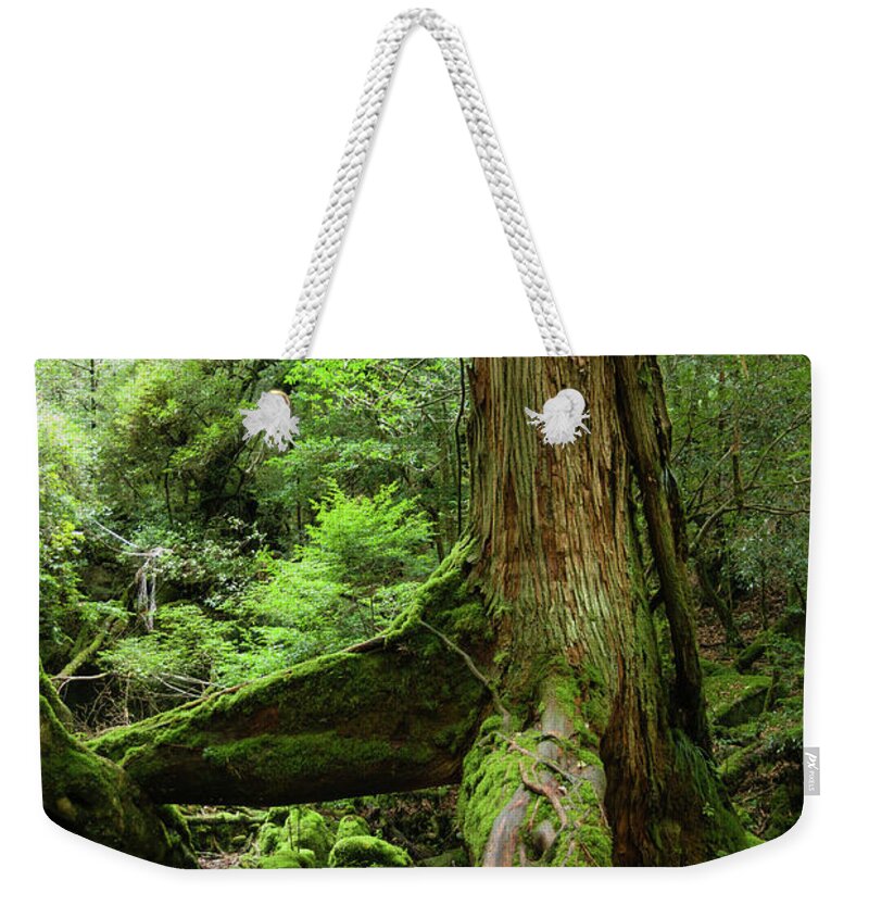Tranquility Weekender Tote Bag featuring the photograph Old Japanese Ceder Tree In A by Ippei Naoi