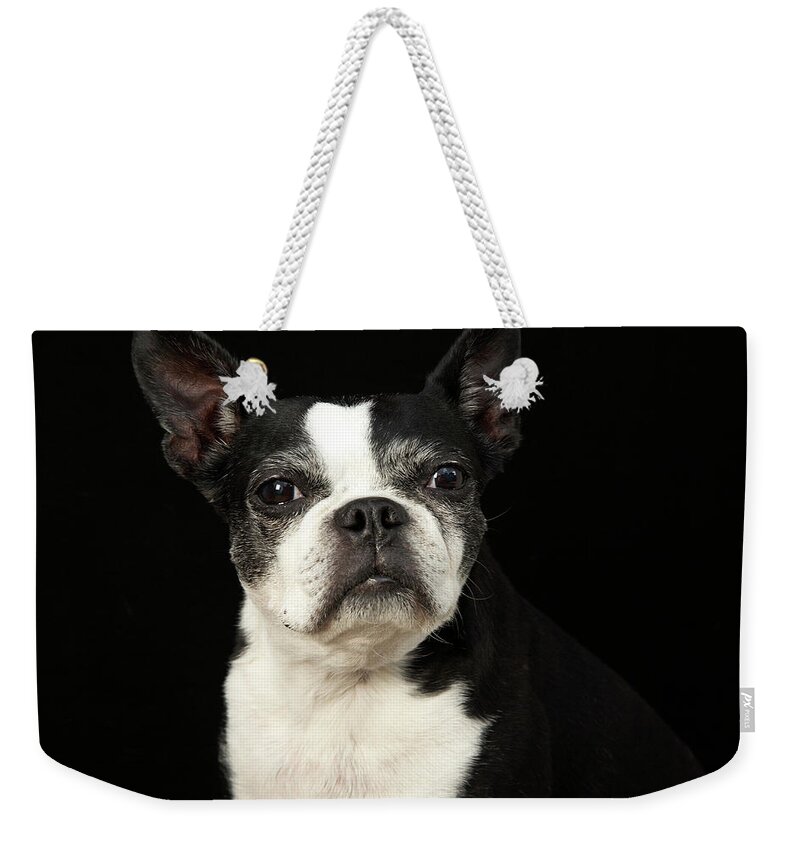 Pets Weekender Tote Bag featuring the photograph Older Bosten Terrier On Black by M Photo