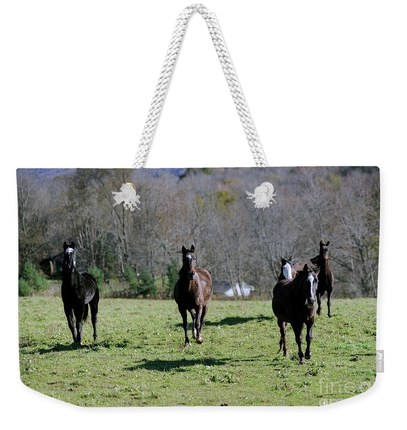 Rosemary Farm Weekender Tote Bag featuring the photograph Oliver, Mira, Luna, Melody and Marshall by Carien Schippers