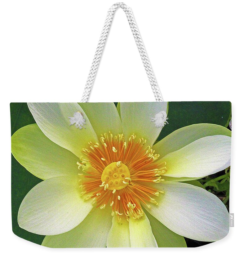 Lotus Weekender Tote Bag featuring the photograph Open Wide by Michael Allard