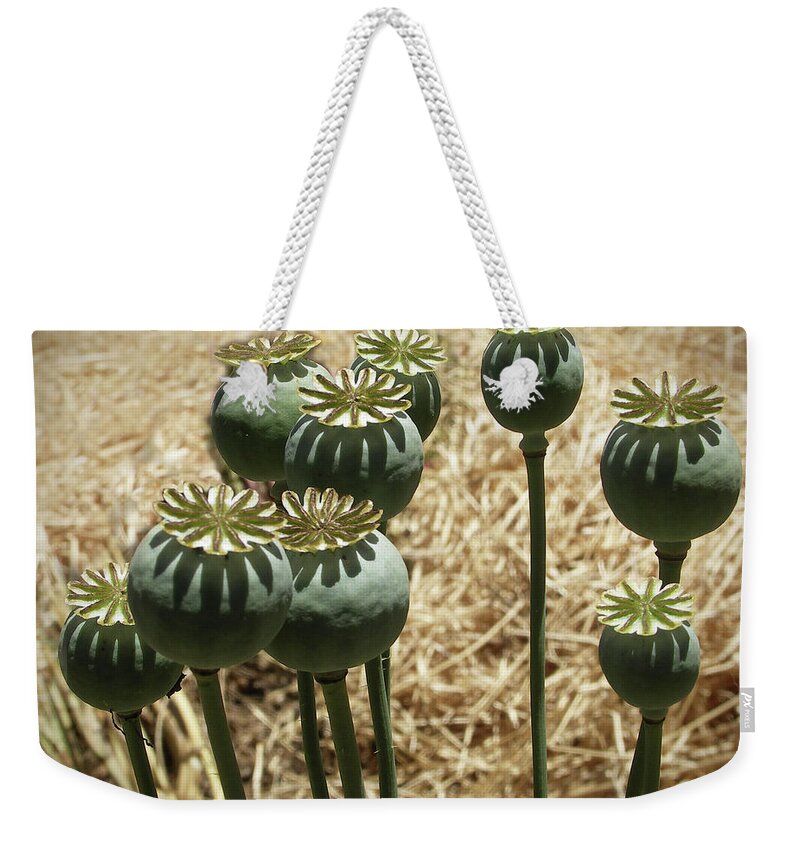 Mendocino Weekender Tote Bag featuring the photograph Opium Poppy Pods by Mendocino Coast Films