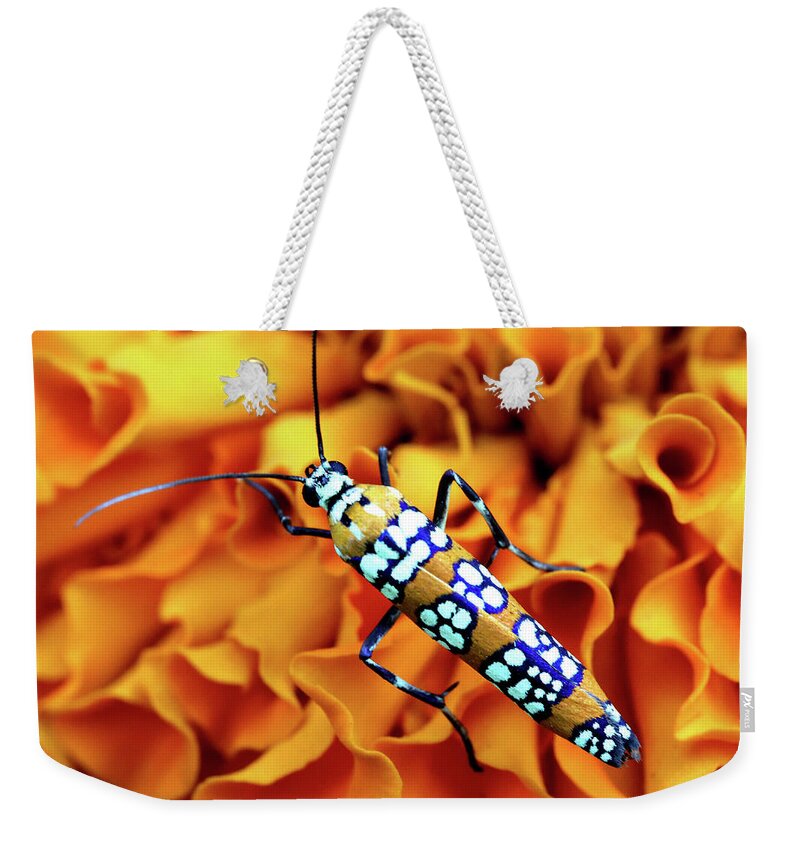 Insects Weekender Tote Bag featuring the photograph Orange Ailanthus Webworm Moth by Trina Ansel