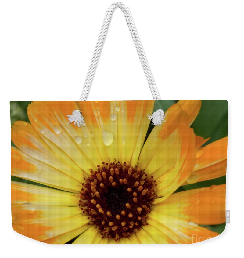 Flower Weekender Tote Bag featuring the photograph Orange and Yellow Daisy by Christy Garavetto