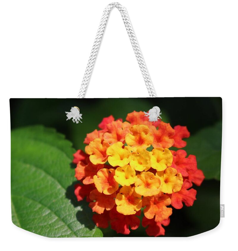 Flower Weekender Tote Bag featuring the photograph Orange Lantana by Christopher Lotito
